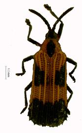   Xenochalepus (Neochalepus) habitus.  